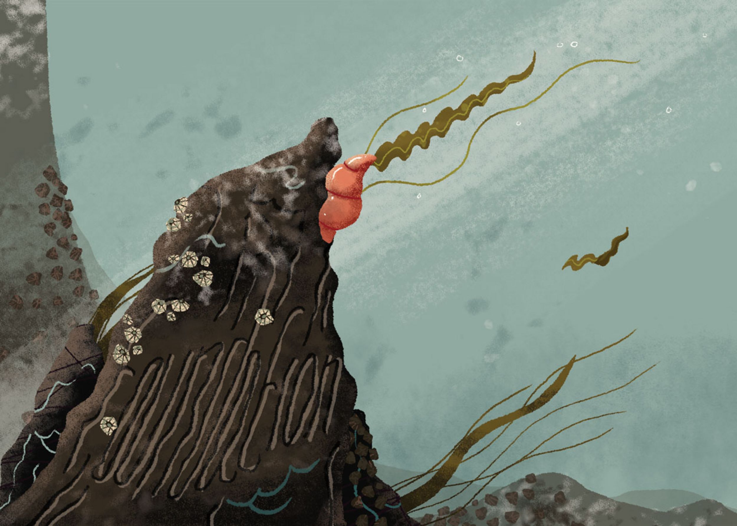 Illustration artwork showing a sea snail clinging to a rock, defying the marine current